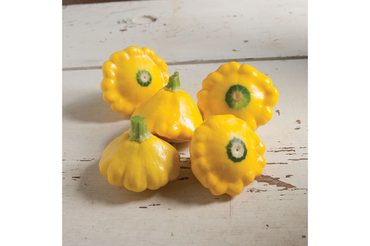 Sunburst – Patty Pan Squash Seed